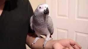 Prečo jaco musel spojiť s pitím